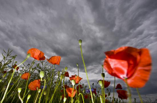 Titulo de la imágen Patrick Pleul - Regenwolken über Mohnblumen