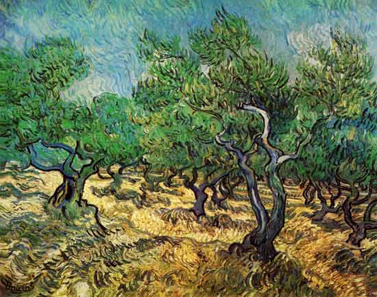  Vincent Van Gogh - Olive grove