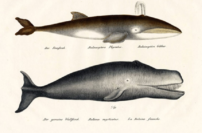 Ilustraciones históricas y de los animales del siglo XIX