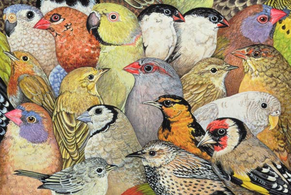 Patchwork-Birds, 1995 (acrylic on panel)  de Ditz 
