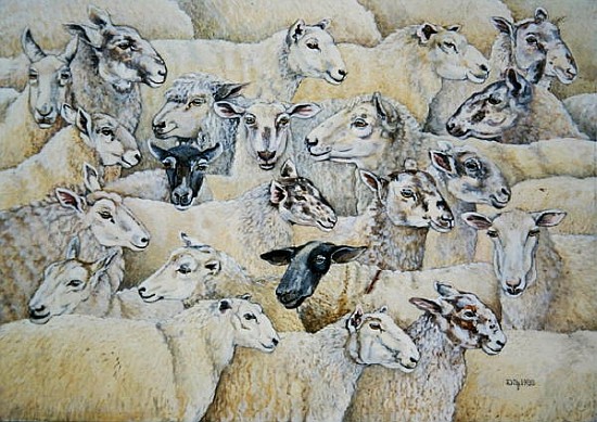 Sheep-Blanket  de Ditz 
