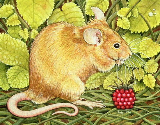 The Raspberry-Mouse  de Ditz 