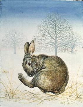 Winter-Rabbit