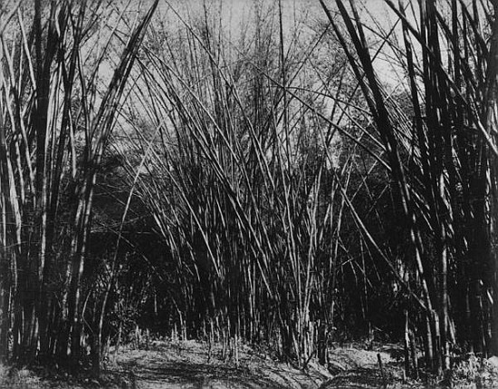 Bamboo Clump, Trinidad, c.1891 de English Photographer
