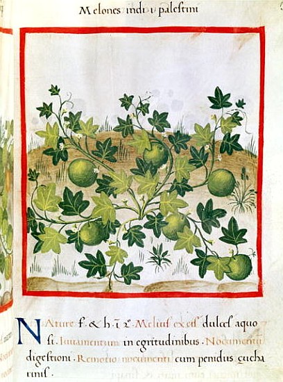 Ms 3054 fol.20 Melons, from ''Tacuinum Sanitatis'' de Italian School