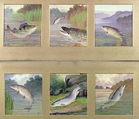 Selection of Fish Paintings