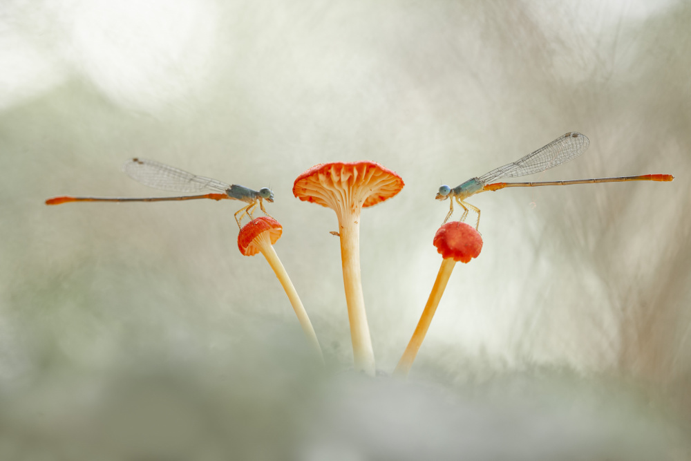 Damselflies and Mushroom de Abdul Gapur Dayak