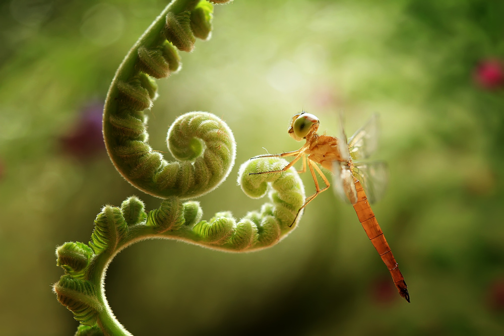Ferns and Dragonflies de Abdul Gapur Dayak