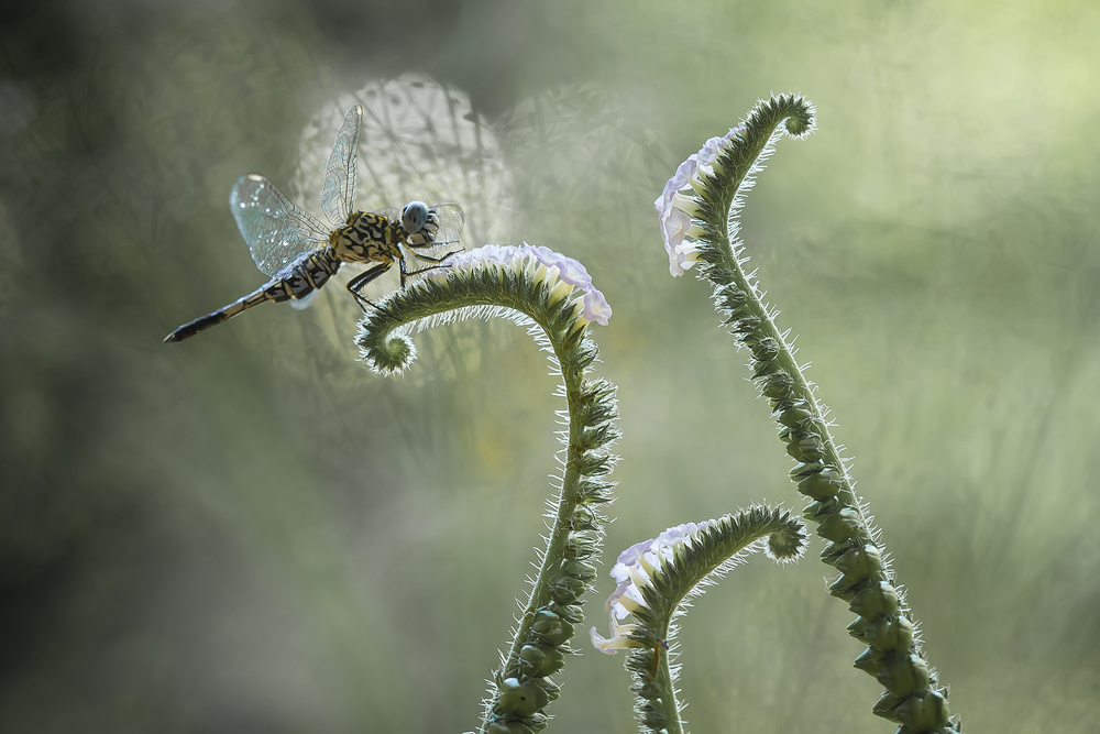 Dragonfly and Wildflowers de Abdul Gapur Dayak
