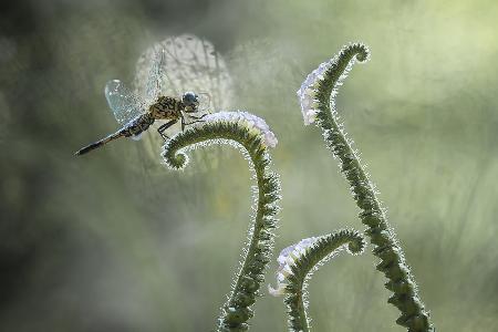 Dragonfly and Wildflowers