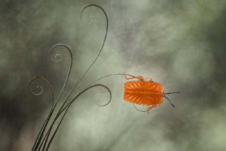 Nymph Beetle (pycanum rubens)