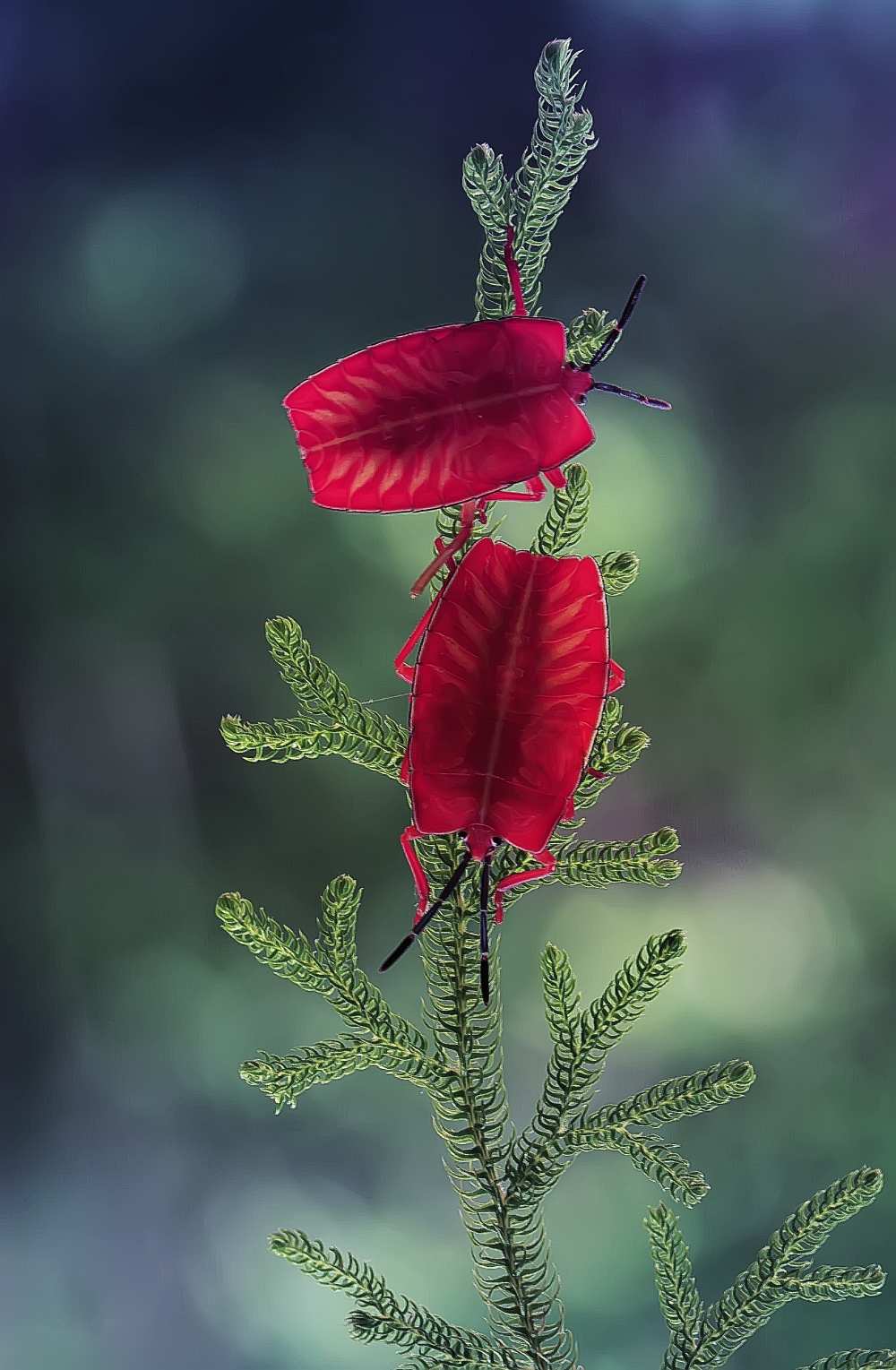 Red Ladybug de Abdul Gapur Dayak