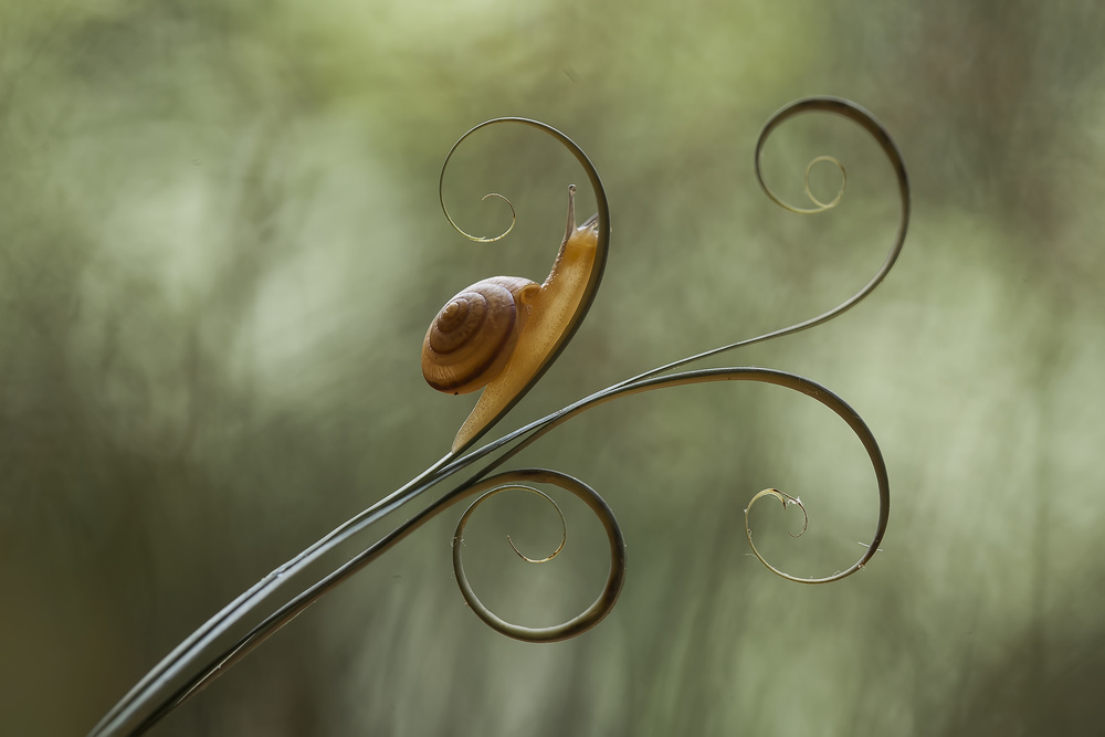 Snail and Leaves de Abdul Gapur Dayak