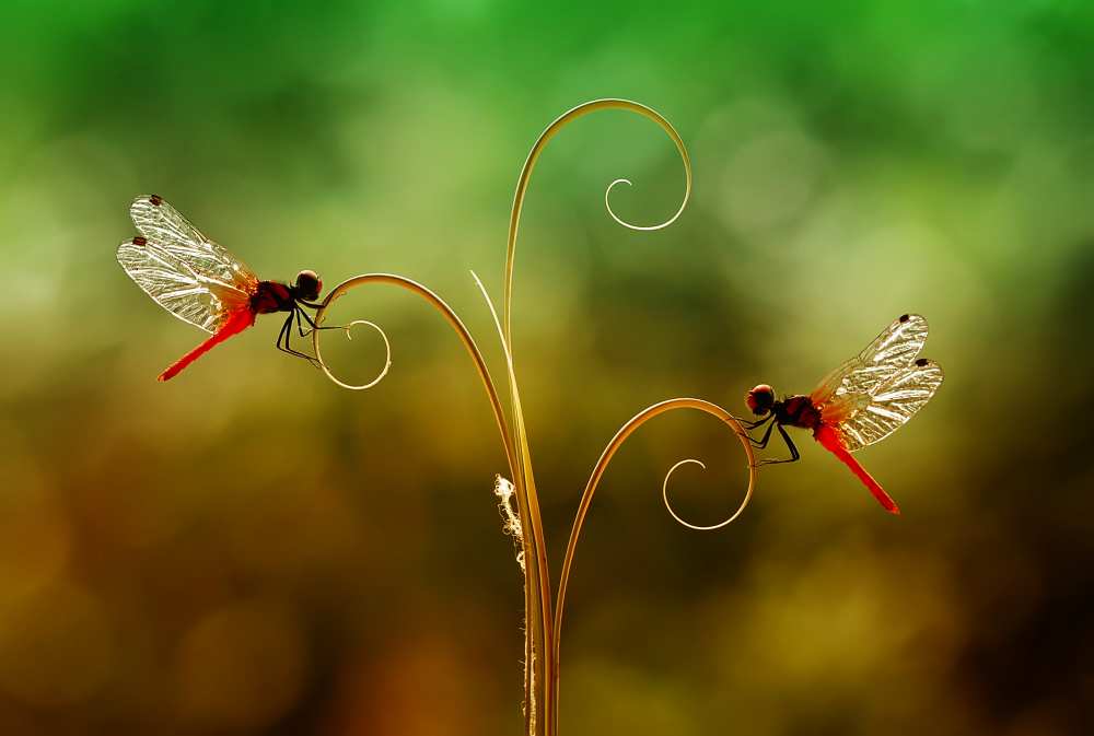Together in Beautiful de Abdul Gapur Dayak