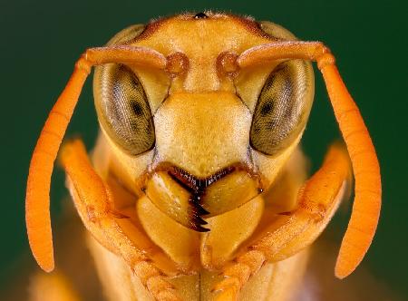 &quot;Yellow Paper Wasp&quot;