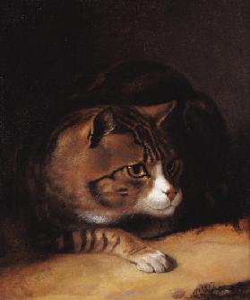 A Tabby Cat