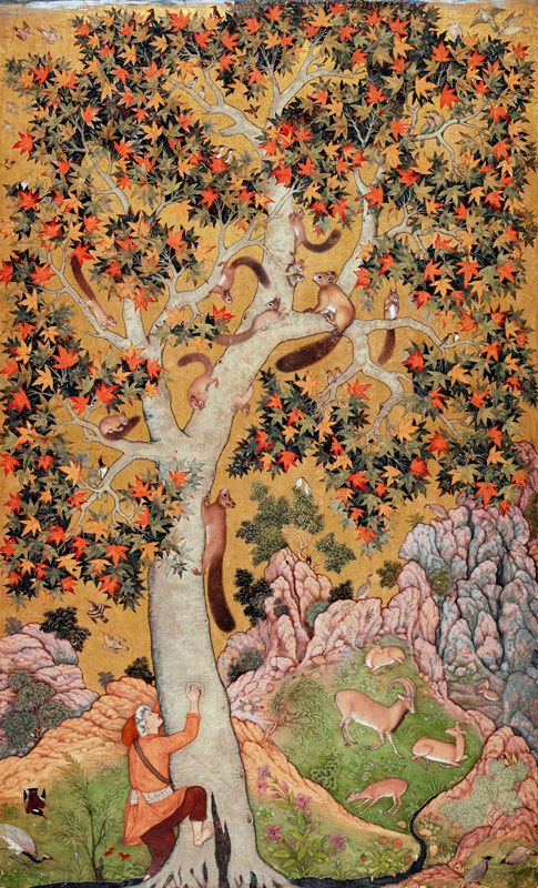 Johnson Album I, No.30 Squirrels on a plane tree, Mughal de Abu'l Hasan