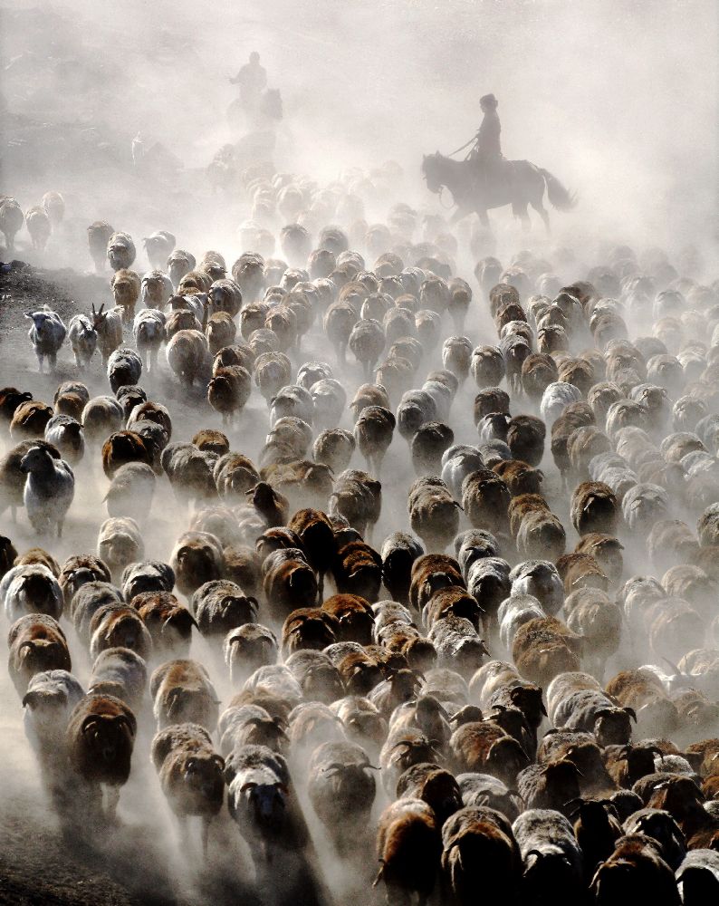 The Great Migration of China de Adam Wong