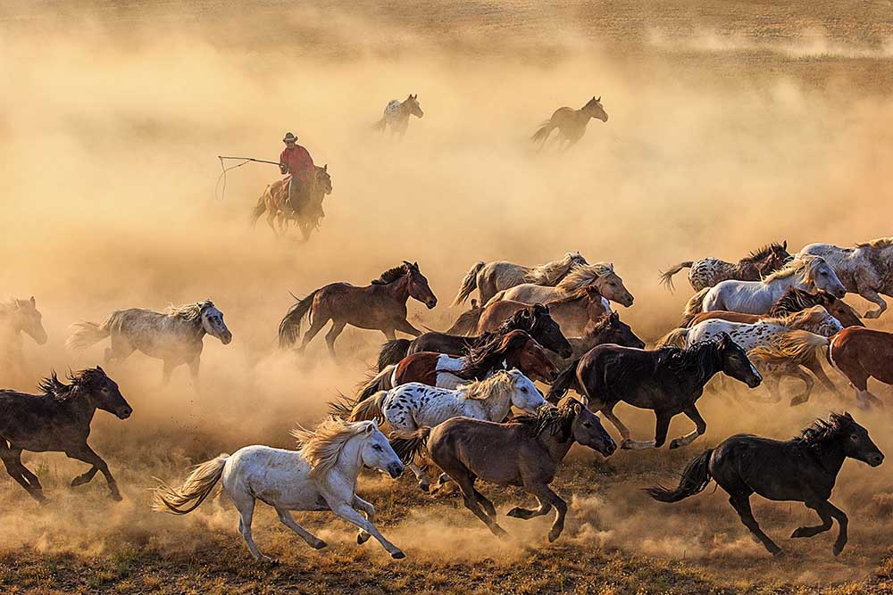 Horse run de Adam Wong