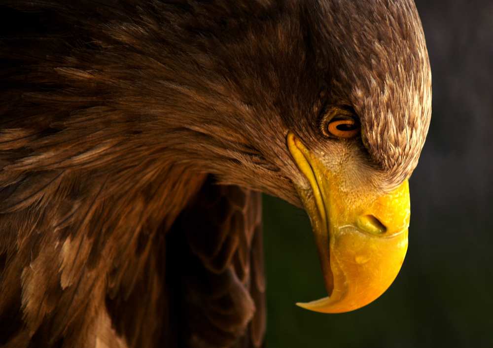 Eagle pursues prey de Adriana K.H.