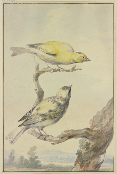 Two canaries de Aert Schouman