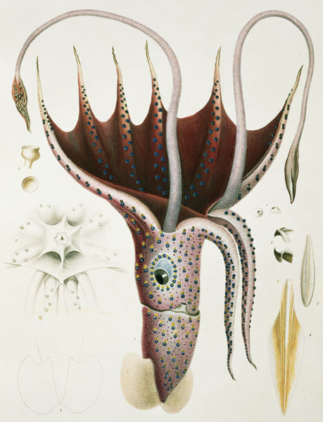 Squid, Pl.2 from ''Histoire Naturelle Generale et Particuliere des Cephalopodes Acetabuliferes'', pu de (after) Antoine Chazal