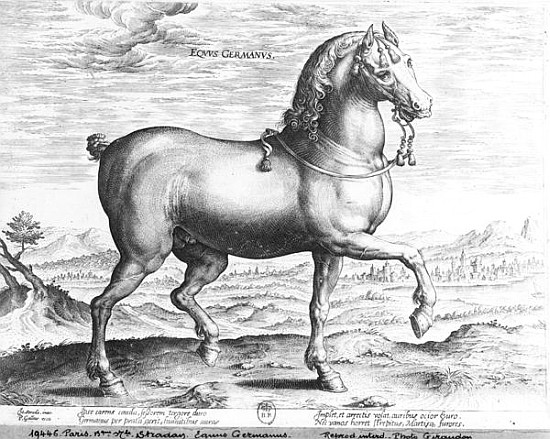 Equus Germanus de (after) Jan van der (Joannes Stradanus) Straet