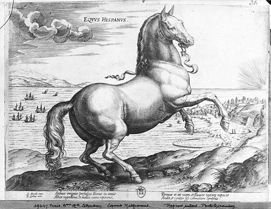 Equus Hispanus de (after) Jan van der (Joannes Stradanus) Straet