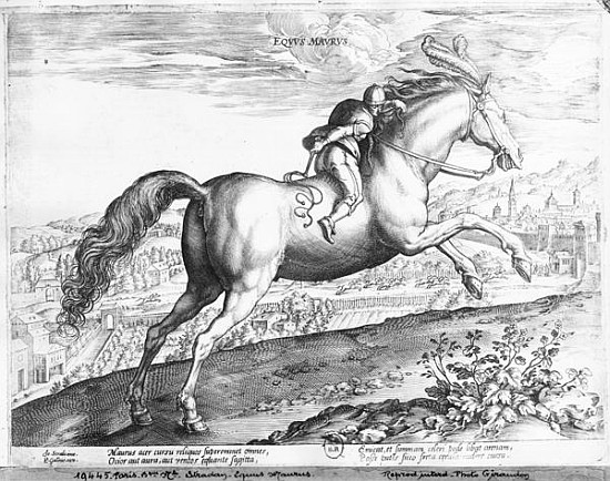 Equus Maurus de (after) Jan van der (Joannes Stradanus) Straet