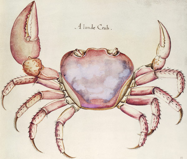 Land Crab de (after) John White