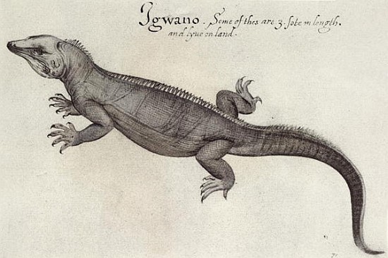 Iguana de (after) John White