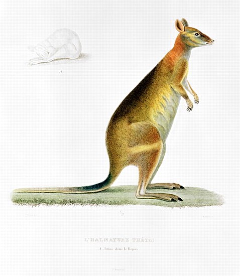 Kangaroo; engraved by Coutant de (after) Pancrace Bessa
