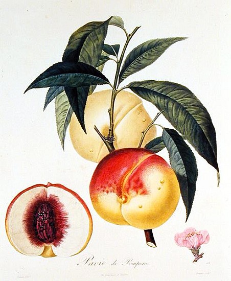 Pavie de Pompone; engraved by Bouquet de (after) Pierre Antoine Poiteau