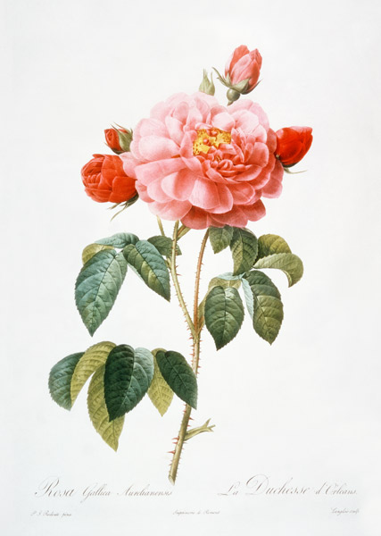 Rosa Gallica Aurelianensis; engraved by Eustache Hyacinthe Langlois (1777-1837) de (after) Pierre Joseph Redoute