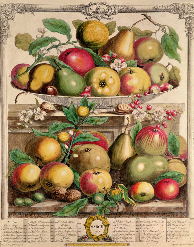 March, from ''Twelve Months of Fruits'', Robert Furber (c.1674-1756) ; engraved by  Henry Fletcher,  de (after) Pieter Casteels