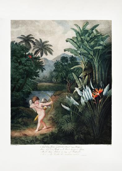 Cupid Inspiring Plants with Love from The Temple of Flora (1807)
