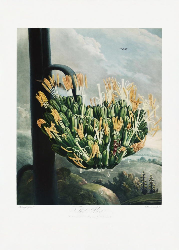The Aloe from The Temple of Flora (1807) de (after) Robert John Thornton