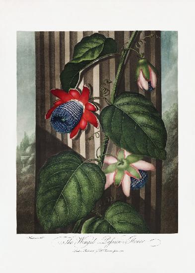 The Winged Passion-Flower from The Temple of Flora (1807)