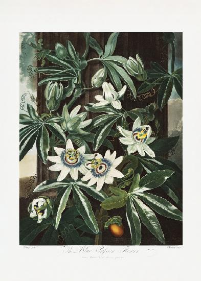 The Passiflora Cerulea from The Temple of Flora (1807)
