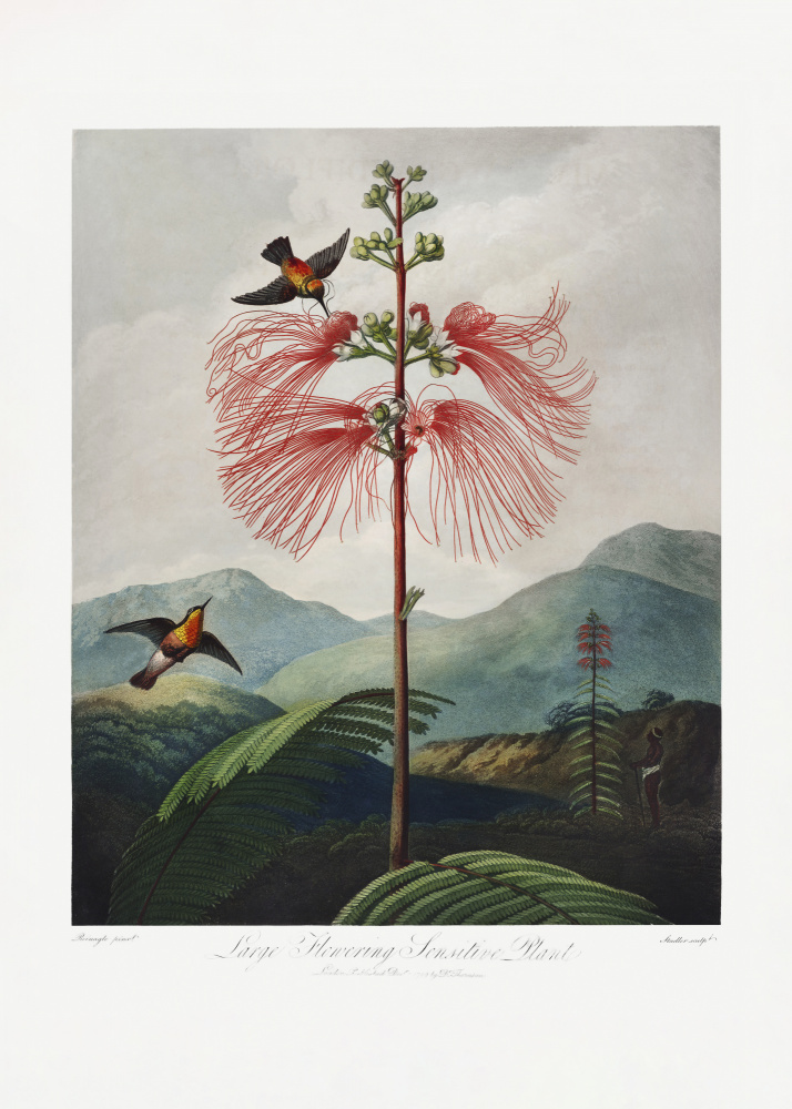Large–Flowering Sensitive Plant from The Temple of Flora (1807) de (after) Robert John Thornton
