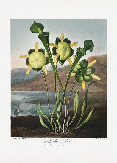 Pitcher Plant from The Temple of Flora (1807)