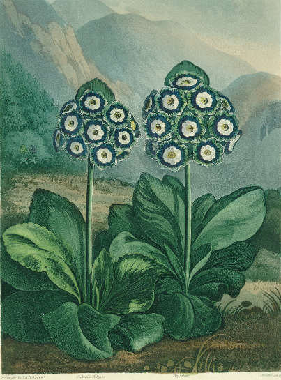 Primrose: Primula auricula, engraved by Sutherland, from Robert Thornton's "Temple of Flora" 1807, c de (after) Robert John Thornton