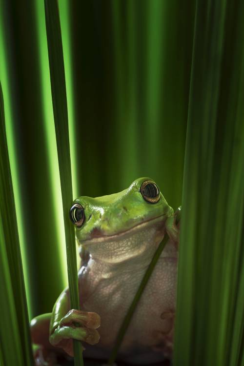 Green Frog de Ahmad Gafuri