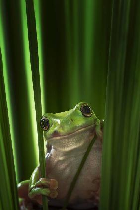 Green Frog