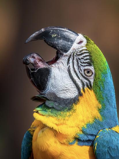 Macaw’s tongue