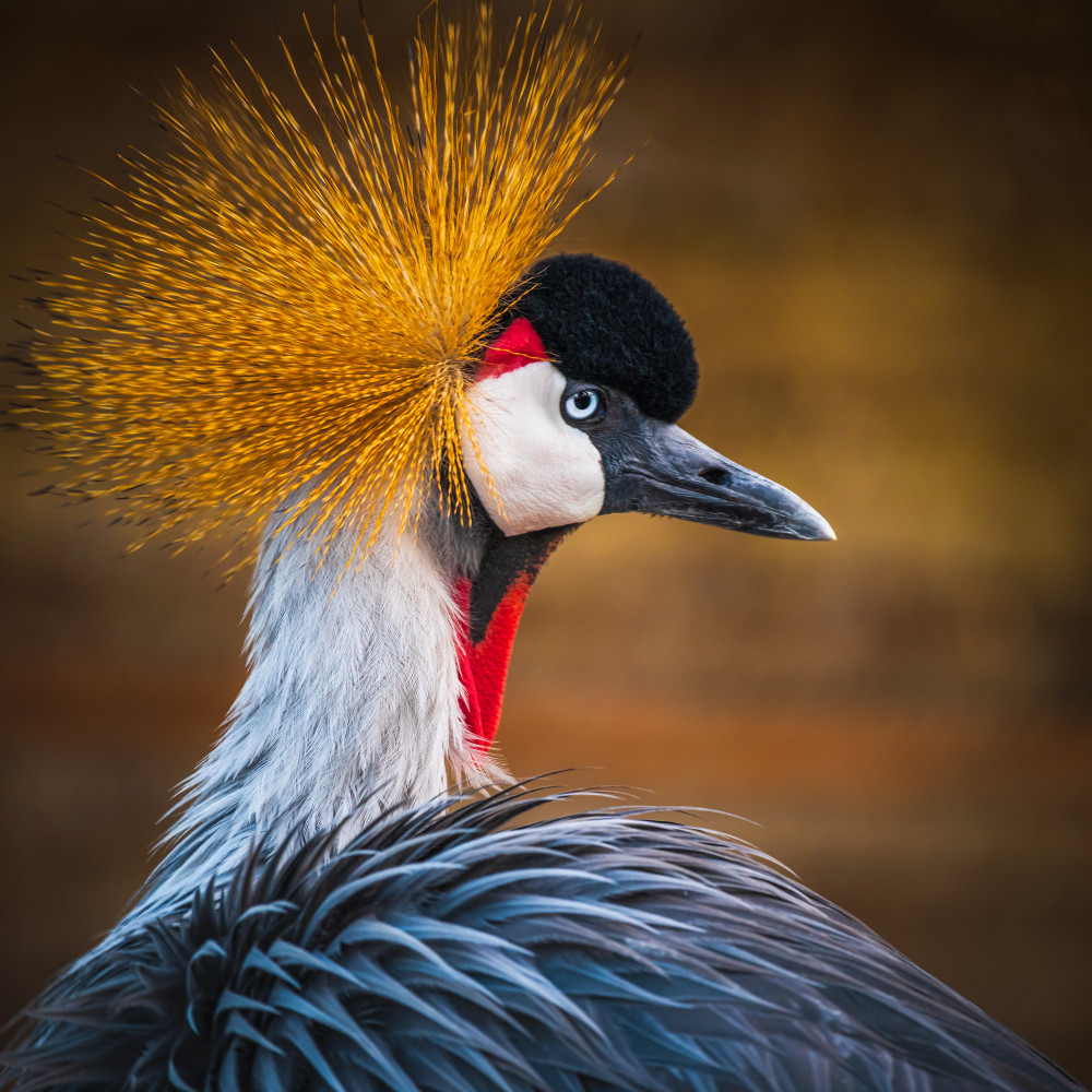 Black crowned crane de Ahmed Elkahlawi
