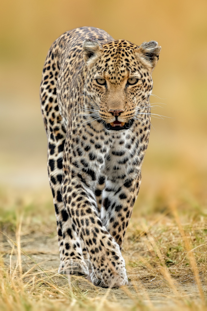 leopard de Ahmed Elsheshtawy