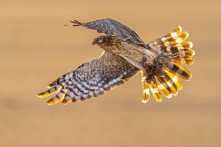 Pallid harrier