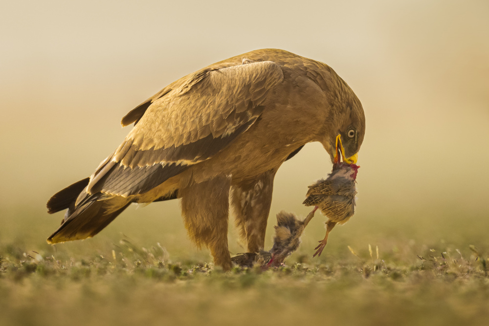 Steppe Eagle de Ahmed Sobhi