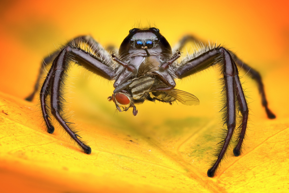 Gigantius Jumping Spider de Ajar Setiadi
